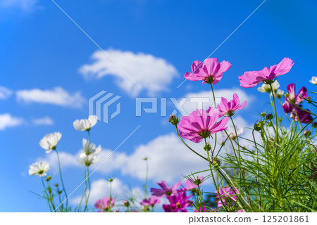 宇宙和藍天 125201861