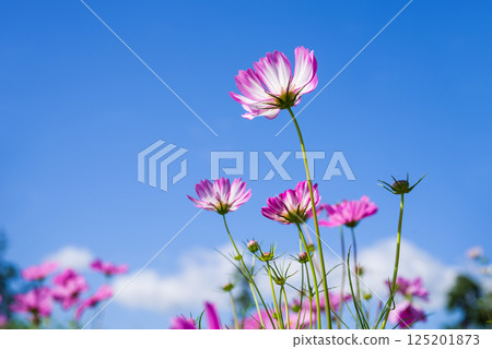 Cosmos (Picoty) and blue sky Cosmos (Picoty) and blue sky 125201873