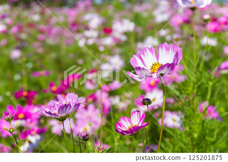  宇宙領域 125201875