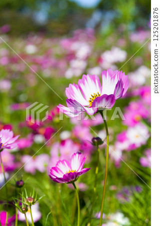  Cosmos field 125201876