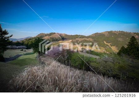 Cherry blossoms and golf course, Kyoto Reisen Golf Club, IN1 Cherry blossoms and golf course, Kyoto Reisen Golf Club, IN1 125201916