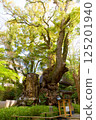 Kamimiya Shrine large camphor tree 125201940