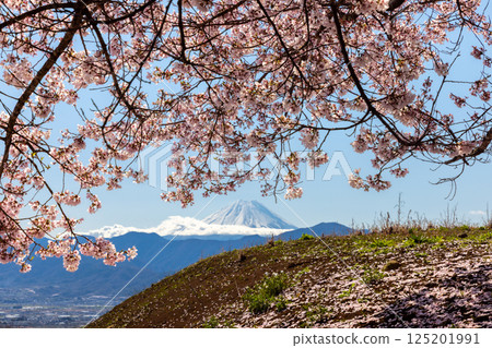Cherry blossoms in full bloom near Ogamiyama Denjiin Temple, which stands on a hill overlooking the Kofu Basin in Kamimiyaji, Minami-Alps City, Yamanashi Prefecture, and snow-capped Mount Fuji 125201991