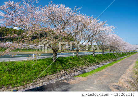 Satsumori Sakura Highway - Cherry blossoms in leaves - Flower rafts Satsumori Sakura Highway - Cherry blossoms in leaves - Flower rafts 125202115
