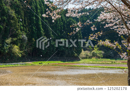 Snowstorm of cherry blossoms, flower rafts in rice paddies, Satsumori Sakura Highway 125202178