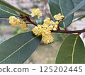 A laurel flower 125202445