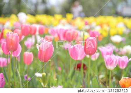 tulip field pink tulips spring flowers april 125202715