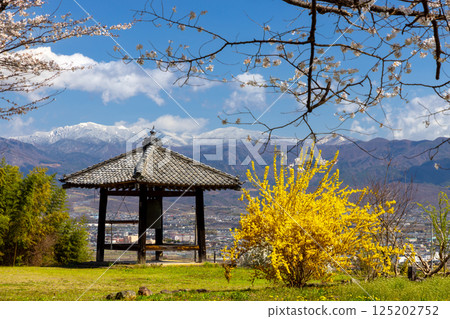 Kamimiyaji, Minami-Alps City, Yamanashi Prefecture. Forsythia and a shodo hall in the grounds of Ogamiyama Denjiin Temple, which stands on a hill overlooking the Kofu Basin, with the mountains in the background. 125202752