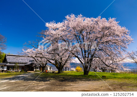 山梨縣南阿爾卑斯市上宮路，建在俯瞰甲府盆地的山丘上的大神山傳神院內櫻花盛開 125202754
