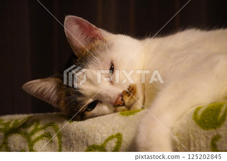 下半場貓 下半場貓 125202845