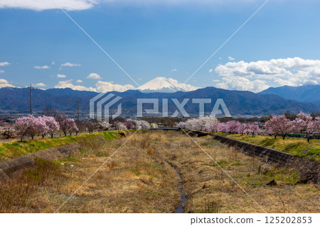 山梨縣南阿爾卑斯市庫魯瓦達 - 清晨,大和川沿岸的櫻花樹成行,包括垂枝櫻花樹,背景是白雪皚皚的富士山 山梨縣南阿爾卑斯市庫魯瓦達 - 清晨,大和川沿岸的櫻花樹成行,包括垂枝櫻花樹,背景是白雪皚皚的富士山 125202853