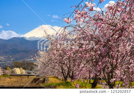 Kuruwada, Minami-Alps City, Yamanashi Prefecture - A row of cherry trees, including weeping cherry trees, along the Yamato River in the morning with snow-capped Mount Fuji in the background 125202857