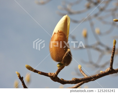 Buds of Haku Mukuren 125203241