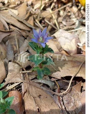 Gentian flowers herald the arrival of spring Gentian flowers herald the arrival of spring 125203265