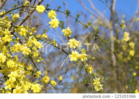 Yellow winter jasmine flowers blooming in a park in spring 125203366