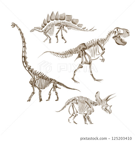 Dinosaur set, theranosaurus and triceratops. Apatosaurus dinosaur skeleton. Dinosaur skeleton. Monochrome. Watercolor illustration isolated from background. Prehistoric fossil. Hand drawn.  125203410