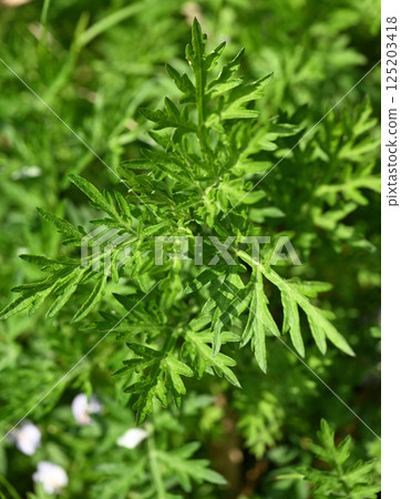 Spring mugwort (Mugwort) Spring mugwort (Mugwort) 125203418