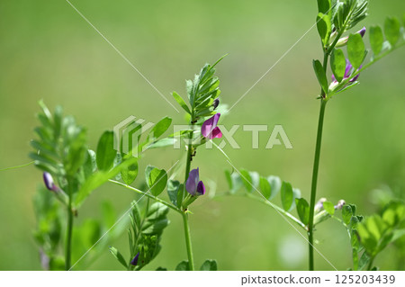Karasuno pea(Kono Beans) Karasuno pea(Kono Beans) 125203439