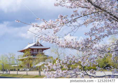 Suzakumon Gate of Heijo-kyo and cherry blossoms in full bloom Suzakumon Gate of Heijo-kyo and cherry blossoms in full bloom 125203477
