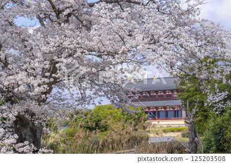 平城京：第一代大極殿與櫻花 125203508