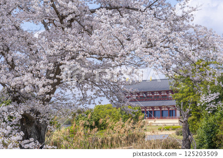 平城京：第一代大極殿與櫻花 125203509
