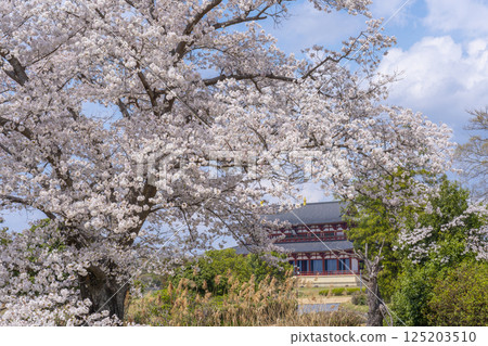 Heijo-kyo: First Daigokuden and cherry blossoms 125203510