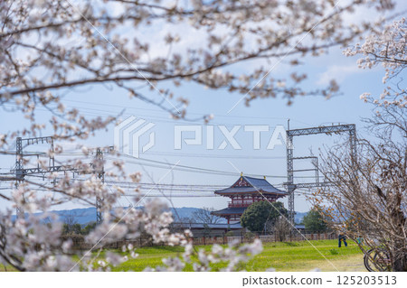Heijo Palace Historical Park: Cherry blossoms and Suzakumon Gate Heijo Palace Historical Park: Cherry blossoms and Suzakumon Gate 125203513
