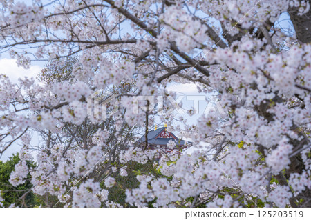 平城京:大極殿與盛開的櫻花 平城京:大極殿與盛開的櫻花 125203519