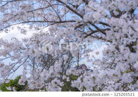 平城京：大極殿與盛開的櫻花 125203521