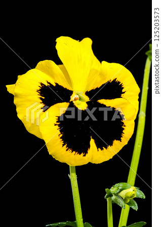 Yellow Pansy Flower with Dark Center isolated on black background Yellow Pansy Flower with Dark Center isolated on black background 125203573