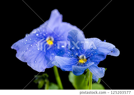 Light Blue Pansy Flowers with Water Droplets Light Blue Pansy Flowers with Water Droplets 125203577