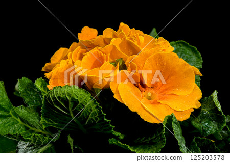 Orange Primula Flowers in Bloom isolated on black background 125203578