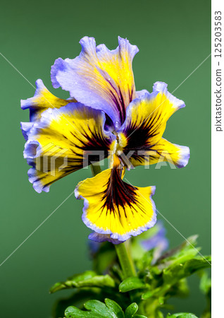 Ruffled Yellow and Purple Pansy Flower green background Ruffled Yellow and Purple Pansy Flower green background 125203583