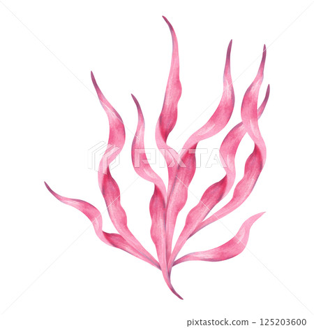 Pink underwater seaweed branch. Watercolor and marker illustration. Hand drawn isolated art. Marine botanical plant clip art. Ocean flora branch. For cosmetology, travel theme. Kids room design Pink underwater seaweed branch. Watercolor and marker illustration. Hand drawn isolated art. Marine botanical plant clip art. Ocean flora branch. For cosmetology, travel theme. Kids room design 125203600