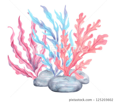 Seaweed composition with stones. Watercolor illustration. Ocean fauna. Marine art of underwater plants. Hand drawn isolated art. For marine theme, nature, children's projects, tourism, travel Seaweed composition with stones. Watercolor illustration. Ocean fauna. Marine art of underwater plants. Hand drawn isolated art. For marine theme, nature, children's projects, tourism, travel 125203602
