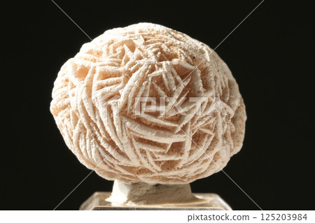 Rose of the desert 125203984