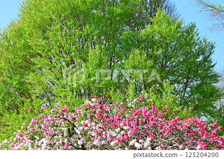 Peach blossoms and fresh greenery in Shiroyama Park, Okegawa City 125204200