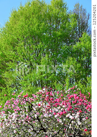 Peach blossoms and fresh greenery in Shiroyama Park, Okegawa City Peach blossoms and fresh greenery in Shiroyama Park, Okegawa City 125204201