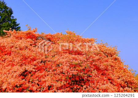 湛藍的天空和盛開的杜鵑花 湛藍的天空和盛開的杜鵑花 125204291