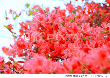 A refreshing blue sky and full-blooming azaleas 125204297