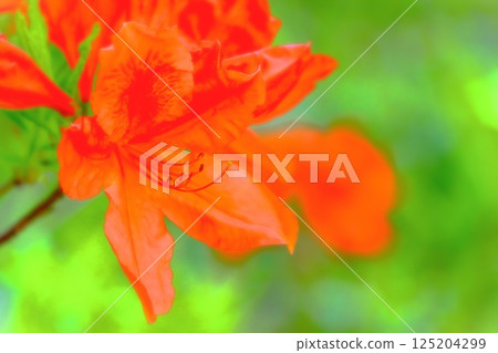 一株鮮豔的杜鵑花 一株鮮豔的杜鵑花 125204299