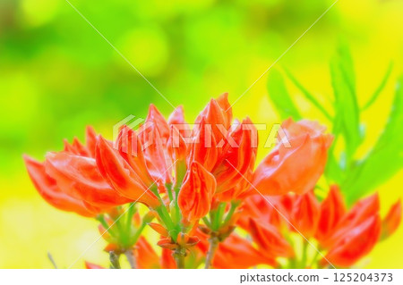 茂密生長的杜鵑花蕾 茂密生長的杜鵑花蕾 125204373