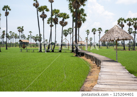 Wooden path toward the rice field with palm tree and wooden hut shelter 125204401