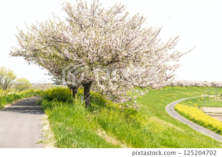 Road where cherry blossoms and rape blossoms bloom Road where cherry blossoms and rape blossoms bloom 125204702