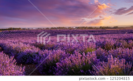 A fantastic lavender field dyed in the setting sun 2 125204815