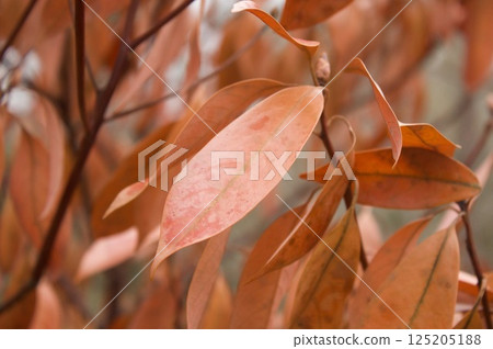Brown leaves 125205188