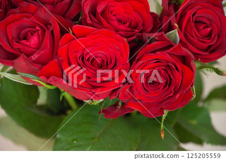 Red roses 125205559