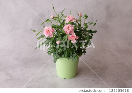 Potted mini roses Potted mini roses 125205618