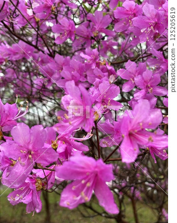 Bright pink azalea Bright pink azalea 125205619