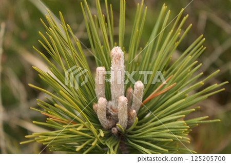松樹雄蕊 125205700